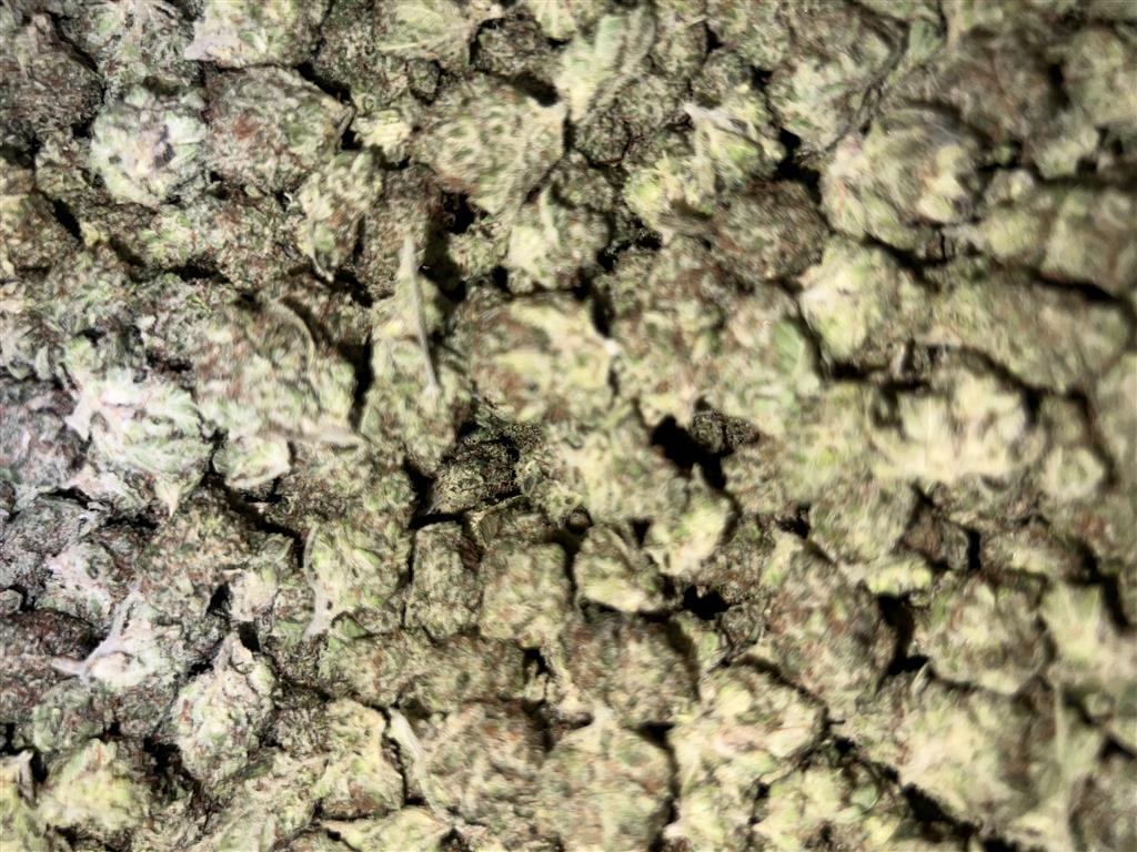 Lemon Tree Smalls